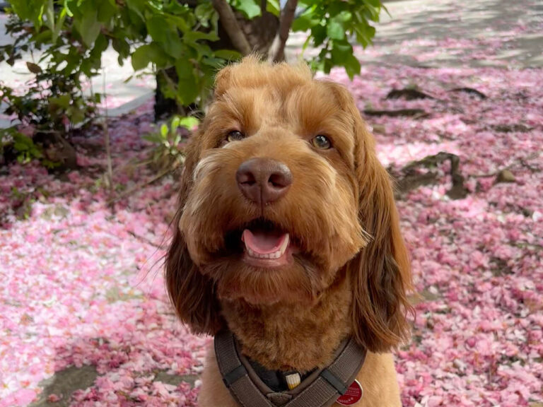 Gus