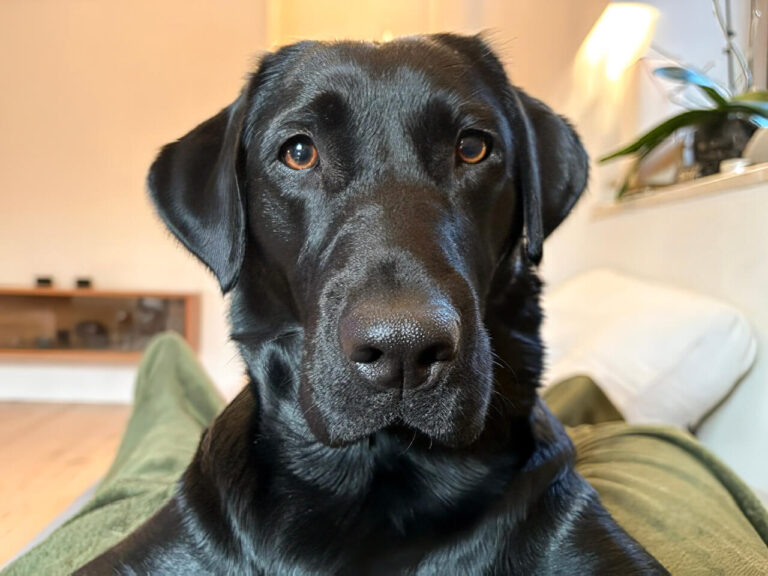 Mia
